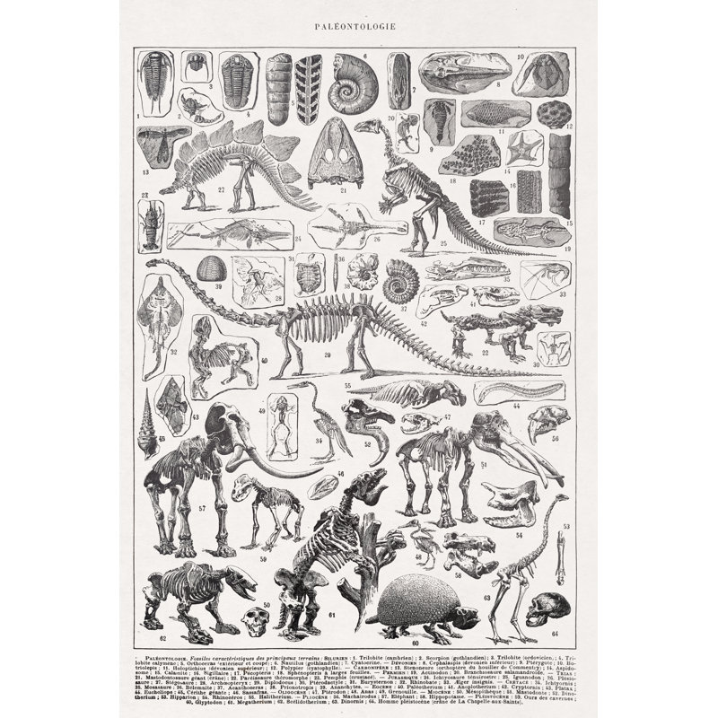 Illustration du 19e siècle, paléontologie, H 18 po x l 12 po x P 1,25 po