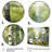 Birch Woods Silent Woods I - Tree Birch Framed Canvas Print-707675787-707675788