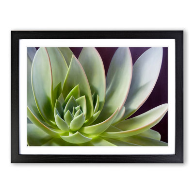 Interesting Succulent Plant - Framed Print