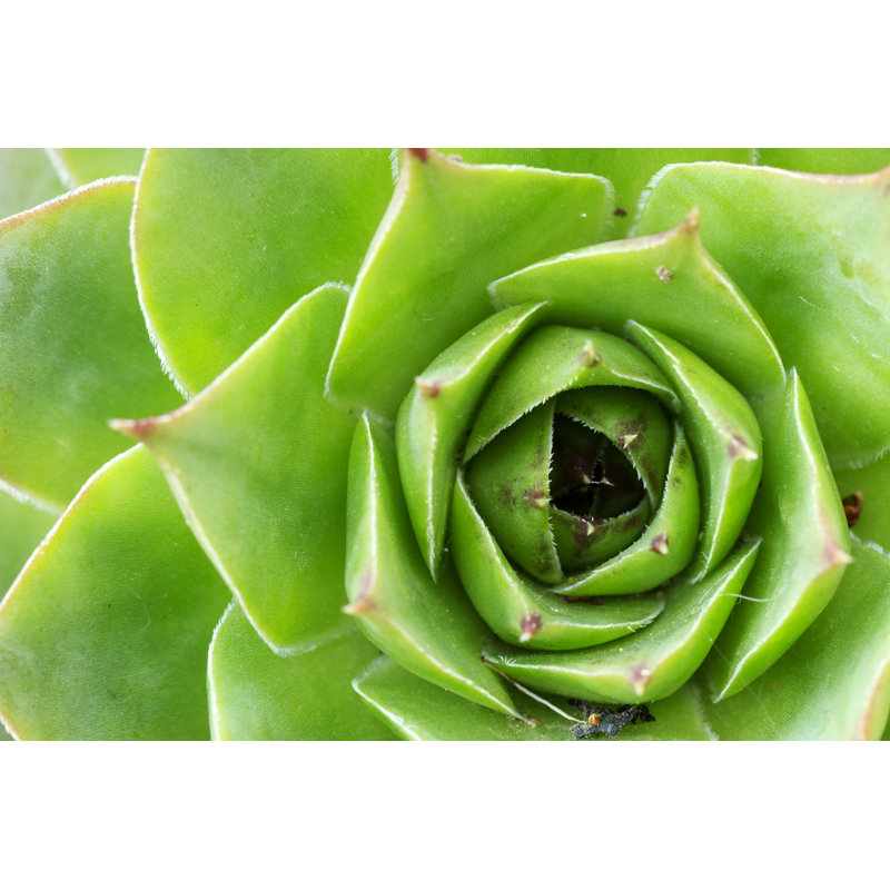 Common Houseleek by BremecR - Wrapped Canvas Print, 81cm H x 122cm W