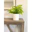 Faux Fern Plant in Ceramic Planter