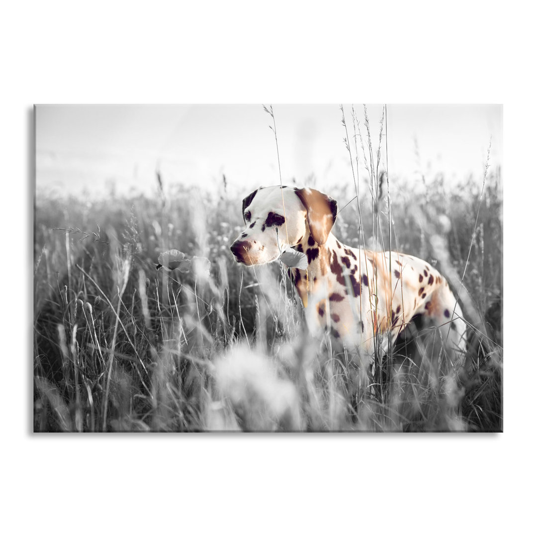 Glasbild Neugieriger Hund im Feld