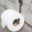 Wall Mounted Toilet Paper Holder