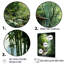 «Jade Journey Green Forest», impression sur toile_107010-923860422-923860417
