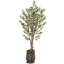 Faux Olive Tree Tree in Metal Planter
