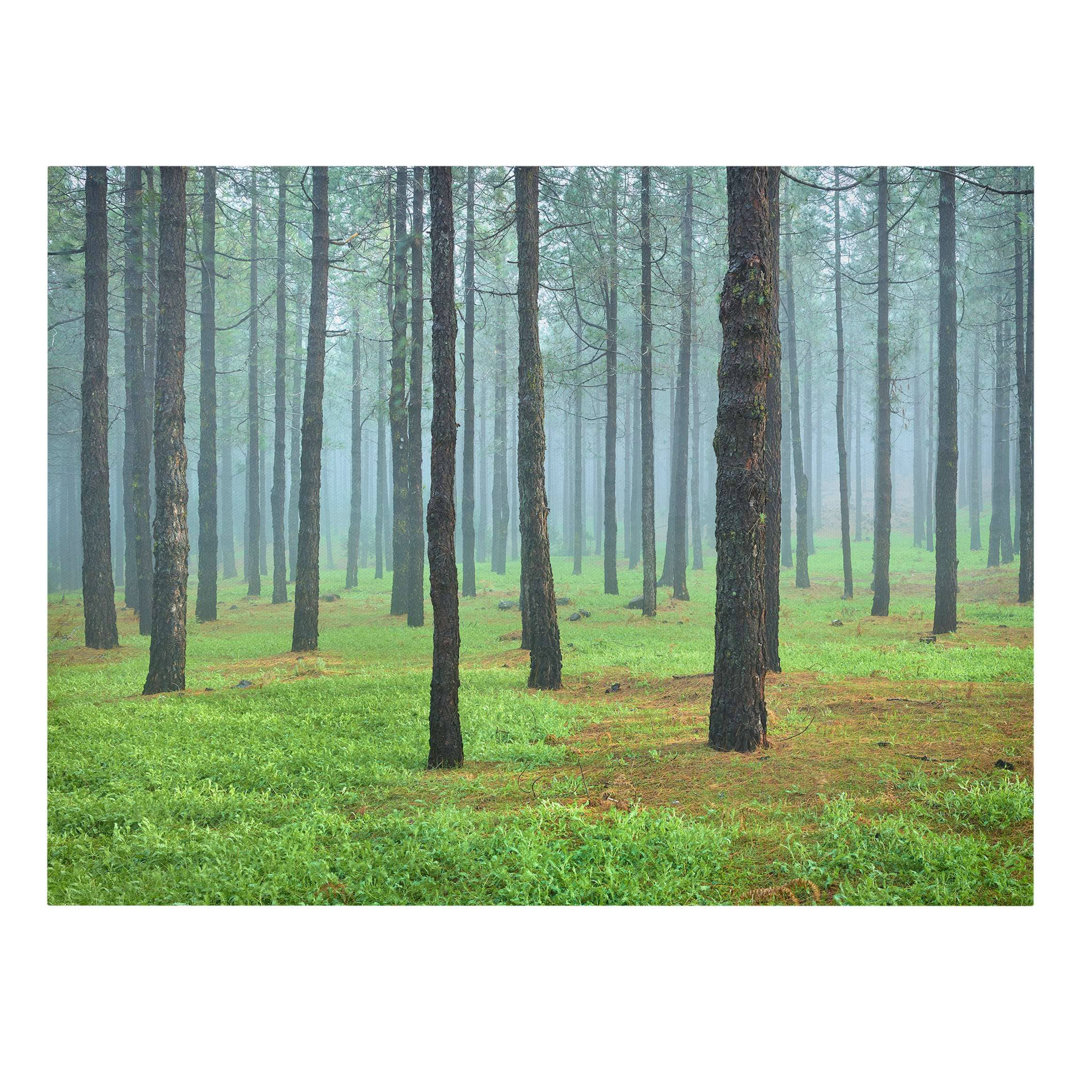 Leinwandbild "Tiefer Wald mit Kiefern auf La Palma"