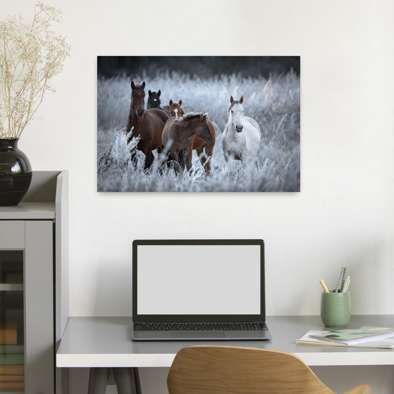 Art sauvage, chevaux sauvages, hiver, champ paisible, serein, cheval