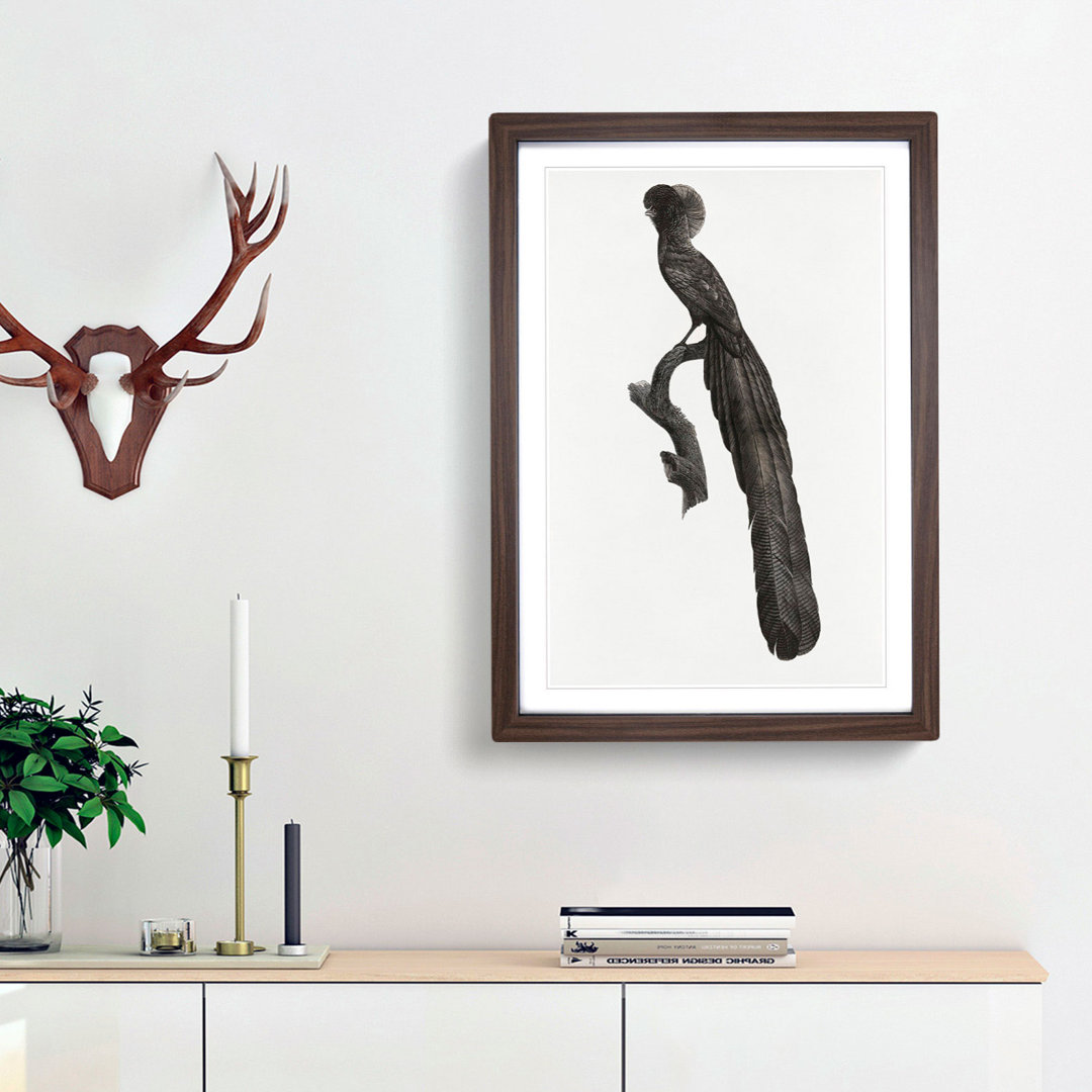 Magpie Bird of Paradise by Jacques Barraband - Framed Print