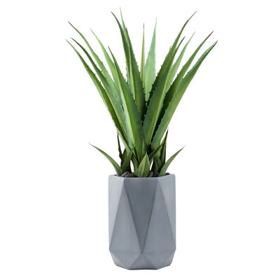 Plante grasse 42 po en pot géométrique