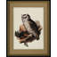 Antique Owl II Print