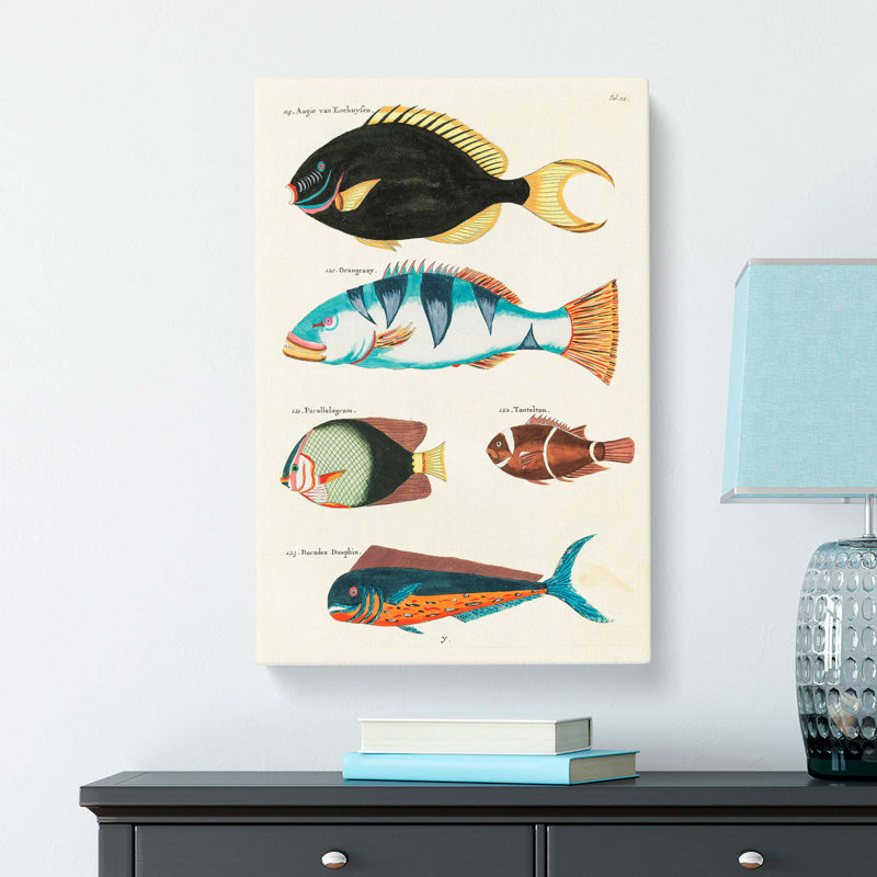 East Indies Fish Illustrations Fol. 22 by John Edward Gray - Wrapped Canvas Painting, 50cm H x 35cm W x 3cm D