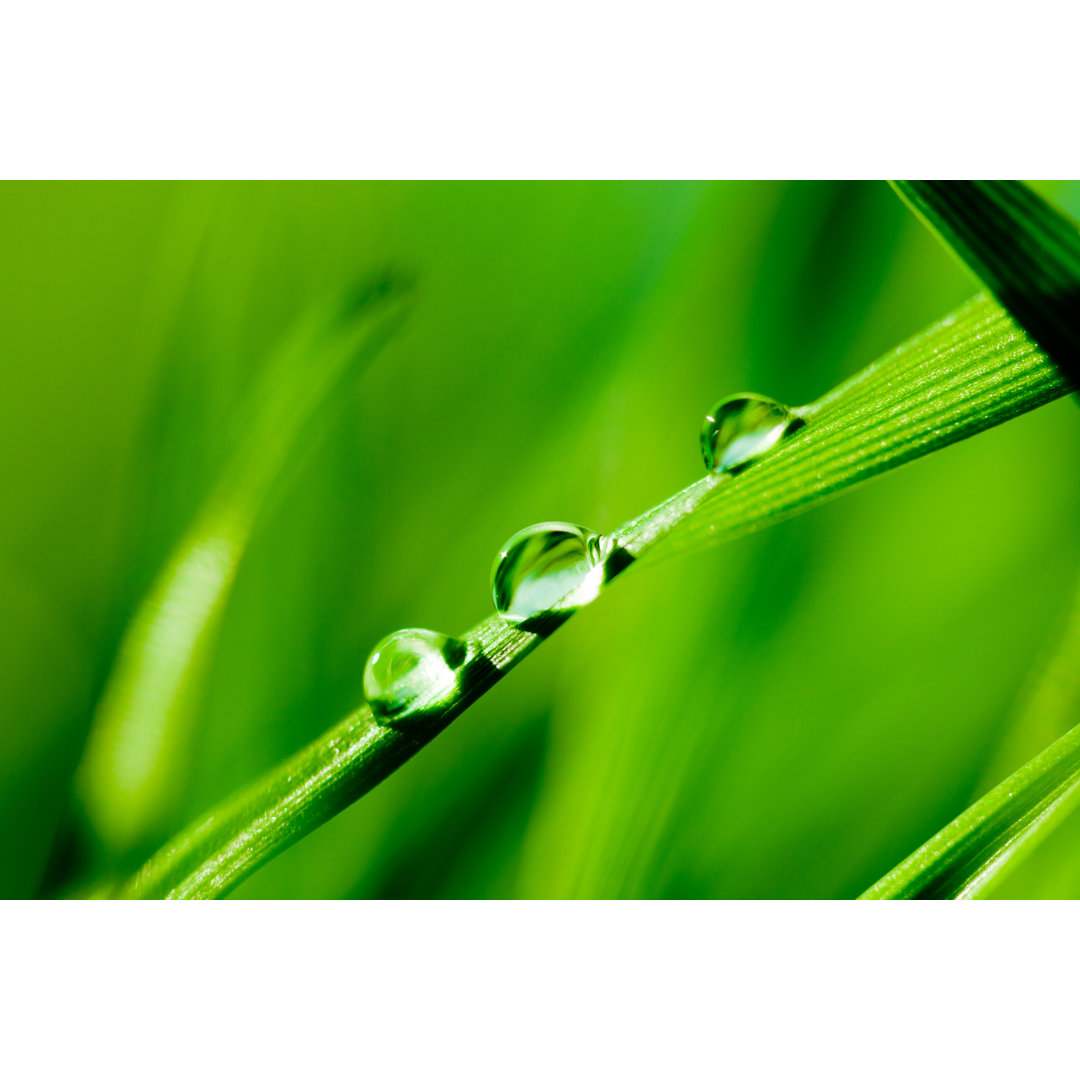 Wassertropfen auf Gras von Pawel.gaul - Kunstdrucke auf Leinwand ohne Rahmen