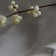 Rosa Piece Dinnerware Set