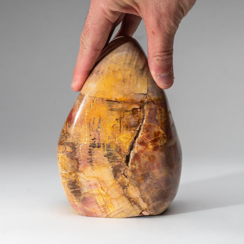 Polished Petrified Wood Freeform