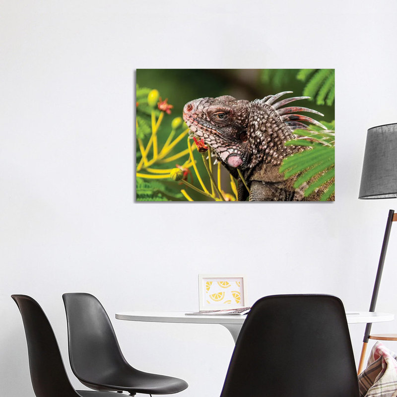 Green Iguana (Iguana Iguana), St. Thomas, Us Virgin Islands. by Michael DeFreitas - Wrapped Canvas Print