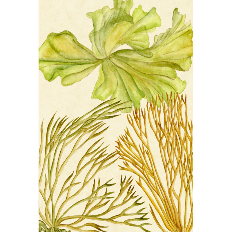 Vintage Seaweed Collection I, 91cm H x 61cm W