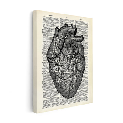 Anatomie du cœur