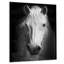 Cheval, reproduction d'art sur toile, cheval noir et blanc-1427135192-1375218642-1427135184