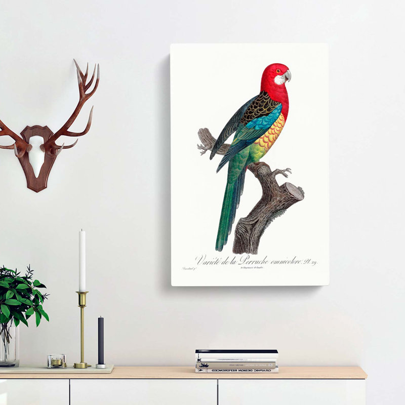A Eastern Rosella Parrot by F. Levaillant - Wrapped Canvas Painting, 76cm H x 50cm W x 3cm D