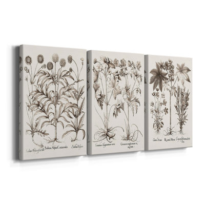 Sépia Besler Botanicals IV - Toile tendue avec châssis sur mesure - 3 pièces