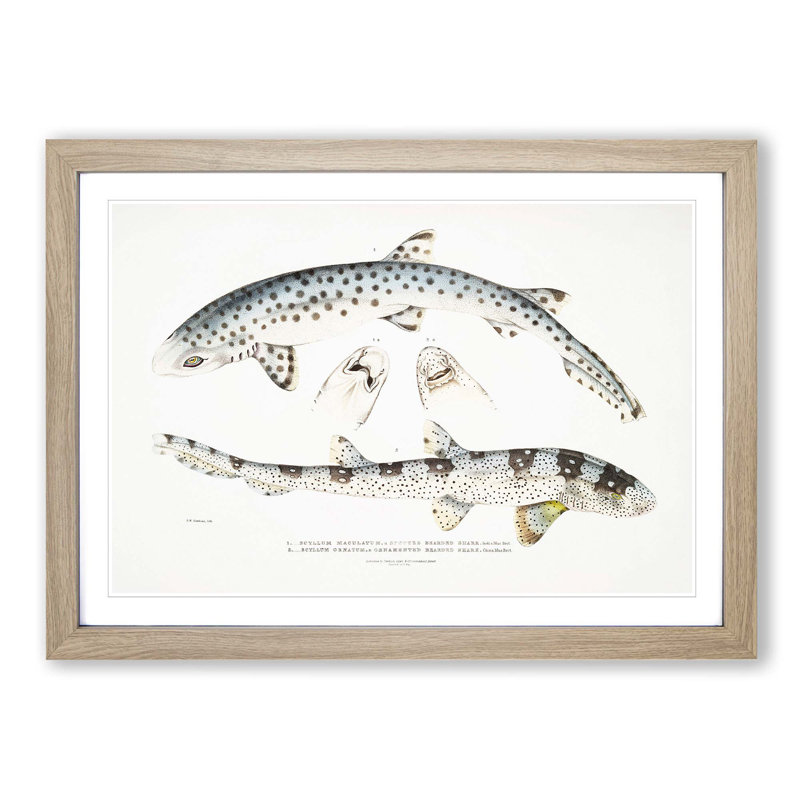 Bearded Sharks by John Edward Gray - Single Picture Frame Print, 45cm H x 63cm W x 2cm D, Oak Framed
