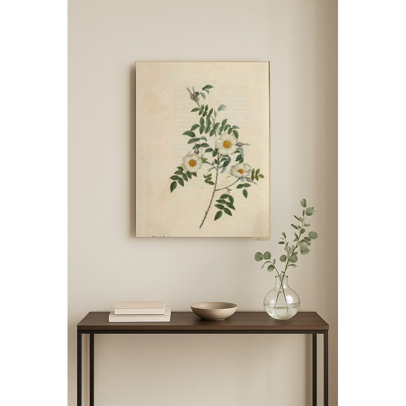 Rosa Redutea Glauca — Portrait Art mural en métal, H 10 po x l 8 po