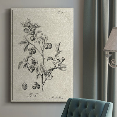 Toile tendue avec châssis botanique antique noir et blanc de qualité supérieure - prête à être accrochée