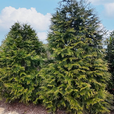 3 gal. Arborvitae Green Giant