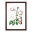 Pink Beach Rose - Framed Print-55616699-55616700