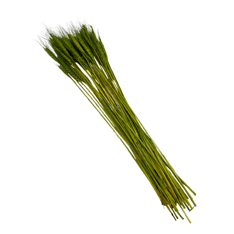 Bouquet de blé séché préservé Madaket, Jaune/vert