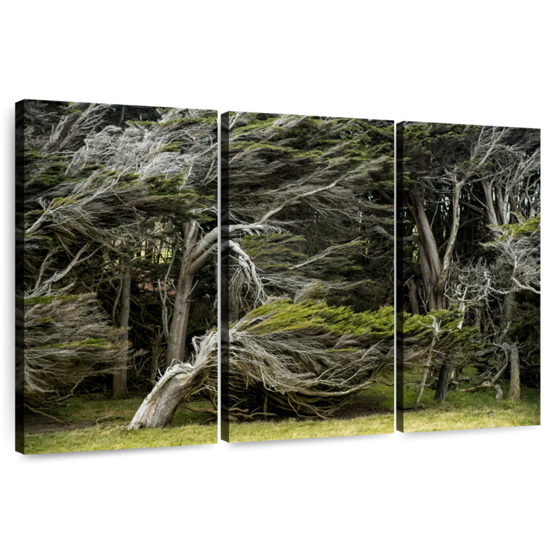 Windswept Forest Trees
