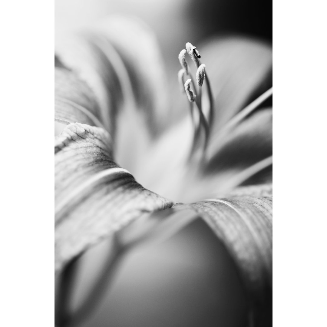 Black and White Flower von anna-utkina - Kunstdrucke auf Leinwand