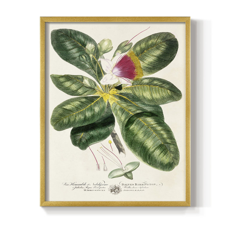 «Imperial Tropical Botanical I», reproduction encadrée - bois massif, H 10 po x l 8 po