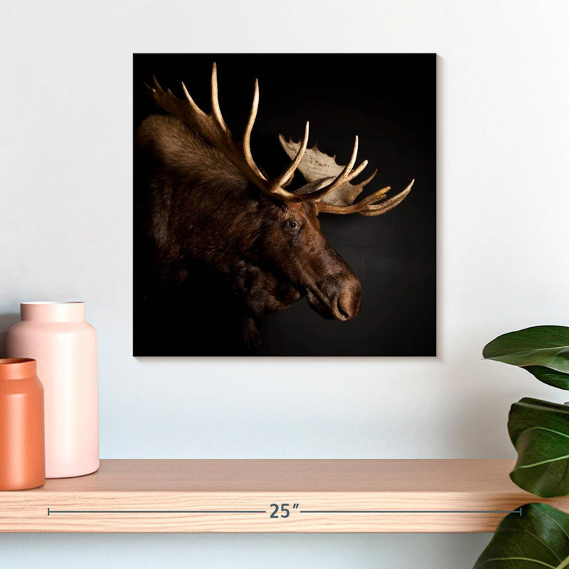 Brampt Antlered Moose, 16" H x 16" W