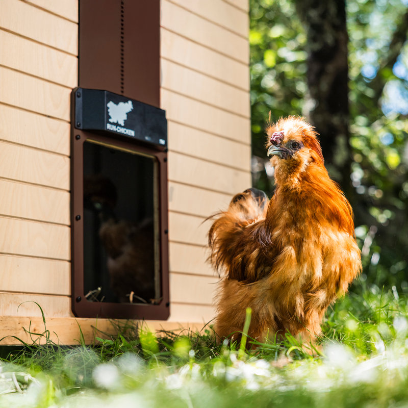  RUN-CHICKEN - Automatic Chicken Coop Door - Classic (Brown), Brown