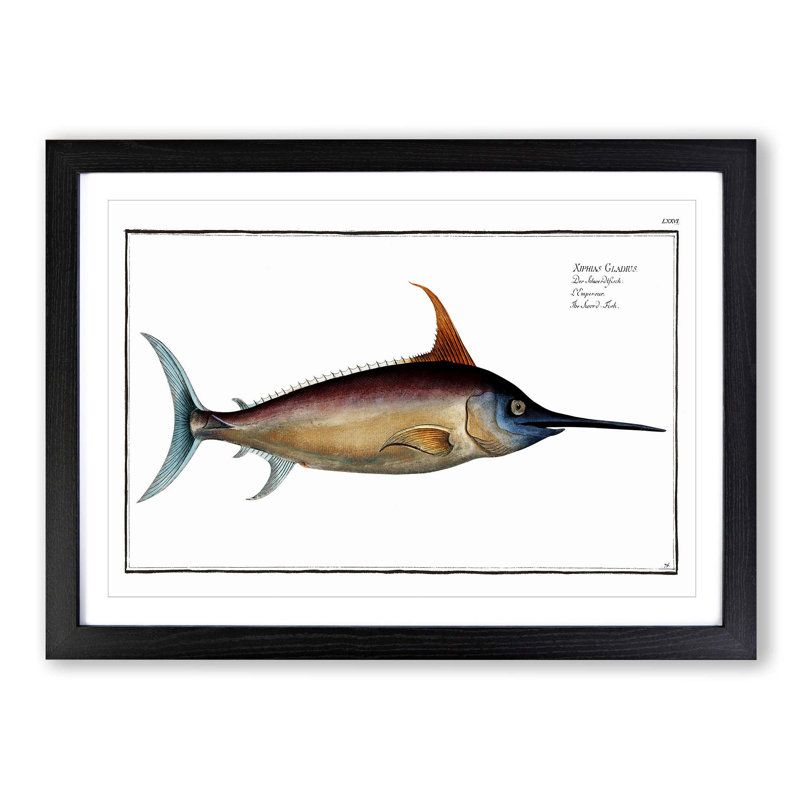 Swordfish - Picture Frame Art Prints, 27cm H x 36cm W x 2cm D, Black Framed