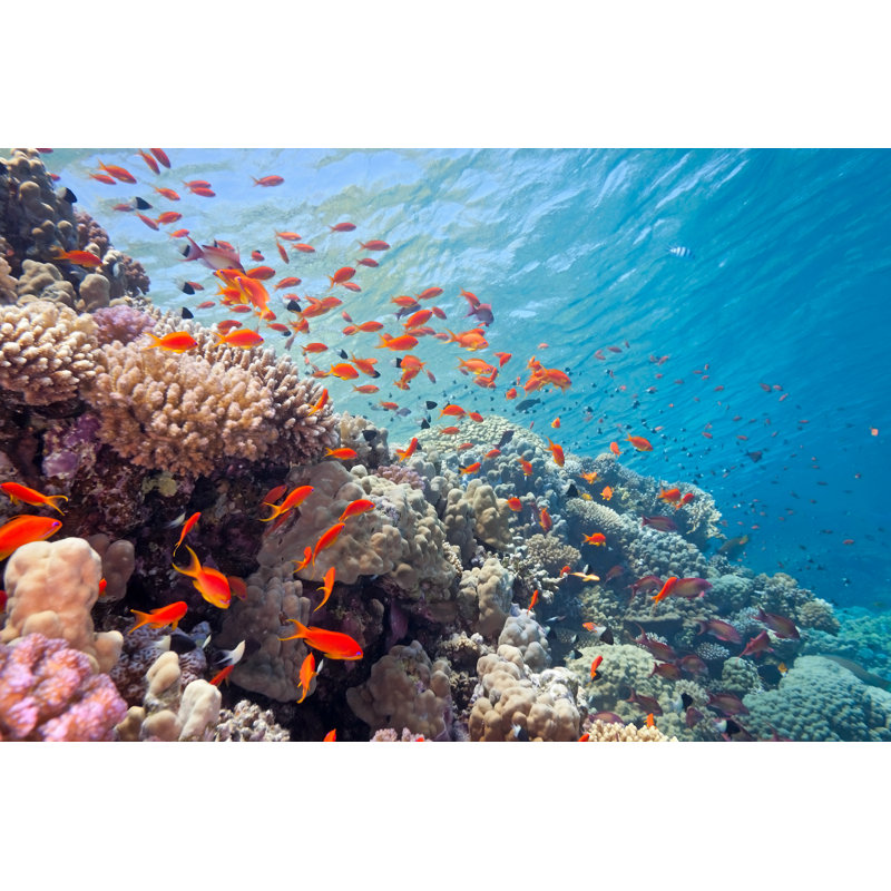 School Of Anthias Fish by Crisod - Wrapped Canvas Print, 51cm H x 76cm W