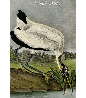 Ibis-impression d’art graphique