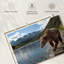Katmai ours brun-439919038
