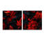 Woodbridge - Ensemble de 2 verres muraux abstraits en acrylique-103930977