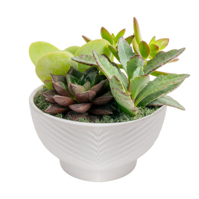 Costa Farms Succulent Garden Indoor House Plant in 6-inch Decor Pot