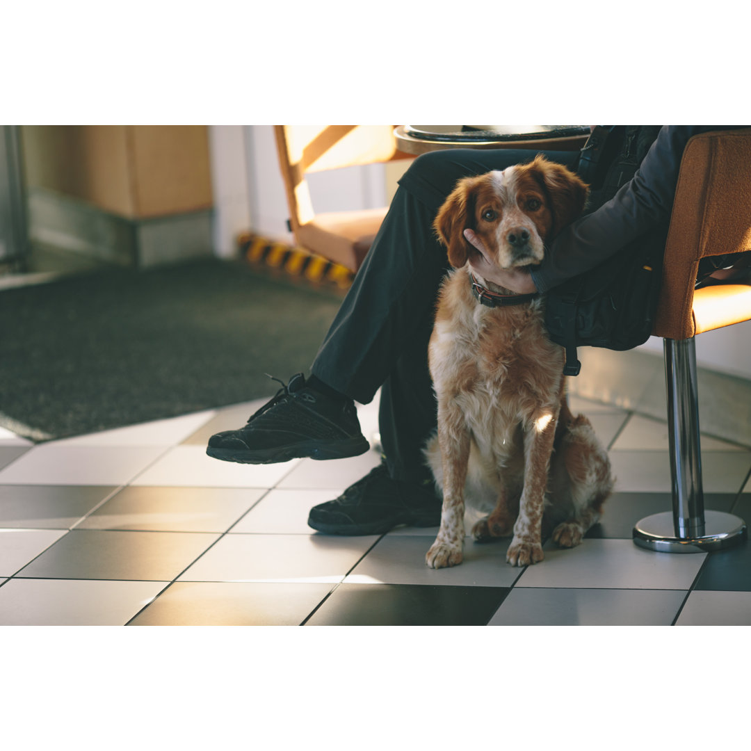 Hund in der Tierklinik