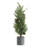24'' Faux Pine Tree in Pot