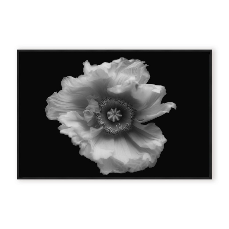 Nature Inspired Poppy in Mono by - Picture Frame Photograph on Paper, Framed Canvas, 32" H x 48" W x 2.375" D, Brown