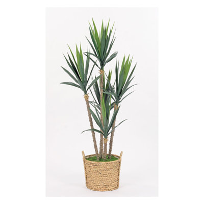 Yucca 5,5 pi dans un panier à poignée