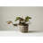 Boan Round Terracotta Planter with Hand Painted Lines and Glazed Finish