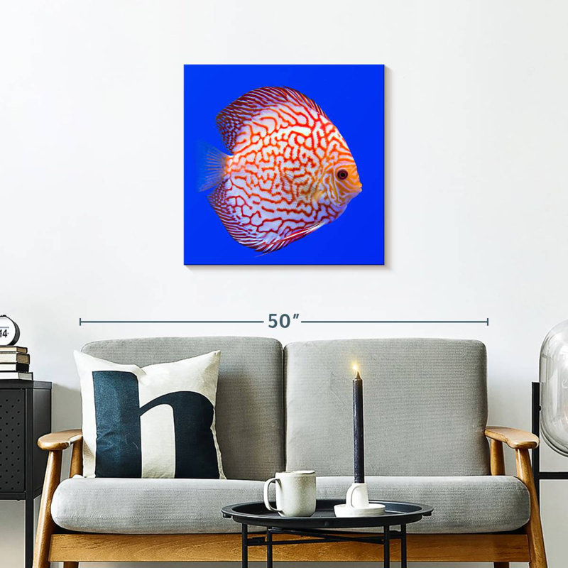 Poissons discus exotiques Brampt