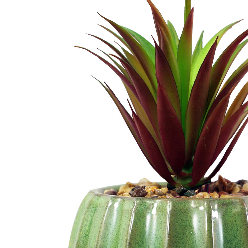 Annistin 20cm Plant