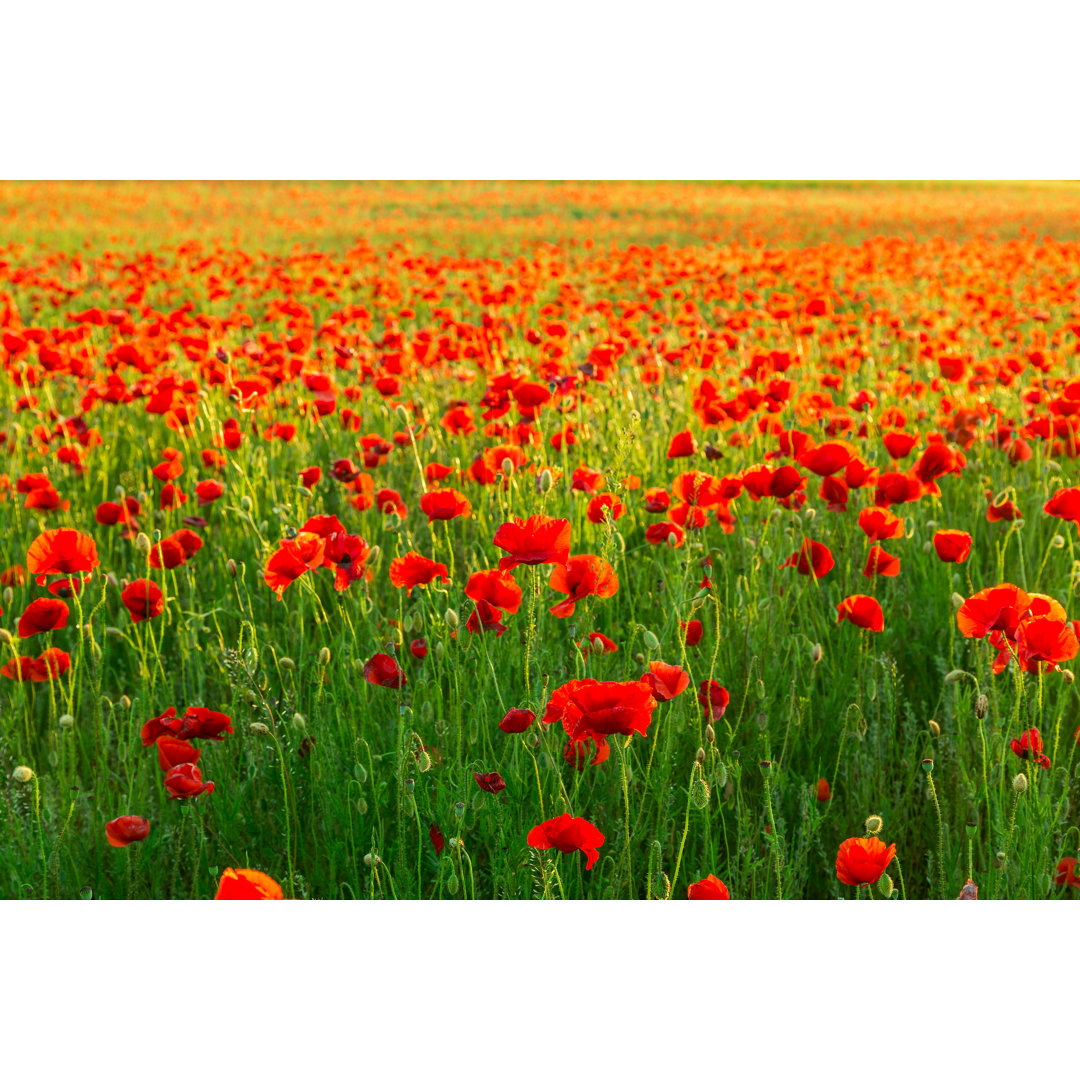 Poppies Field At Sunset
