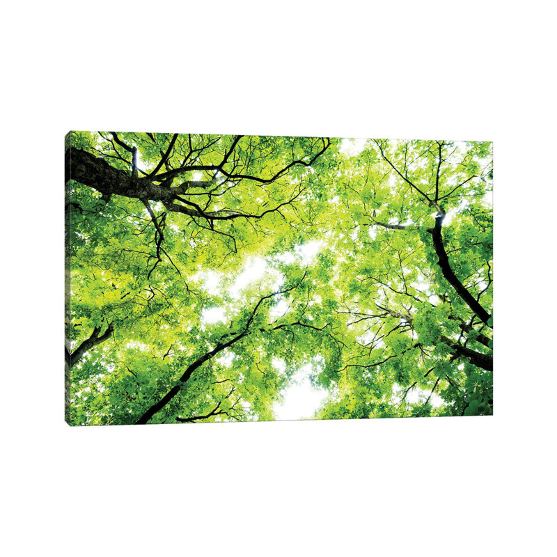 Landscape With Low Angle View Of Green Trees In Forest by Panoramic Images - Print on Canvas, Wrapped Canvas